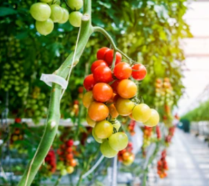 Workers in tomato greenhouse (draaien) 