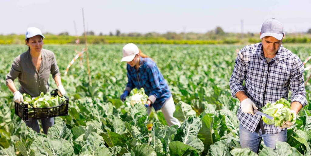 Cutting Cauliflower 