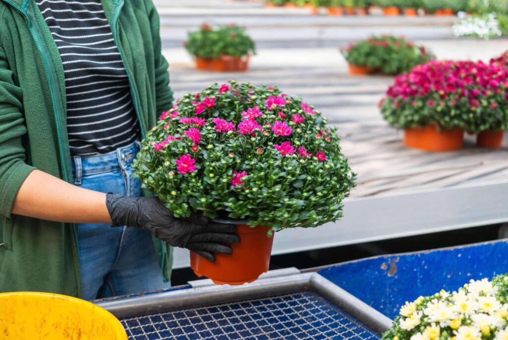 Flower greenhouse employee 